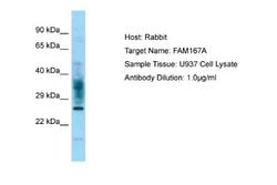 FAM167A Rabbit anti-Human, Polyclonal, Novus Biologicals 0.1ml; Unconjugated:Antibodies,
